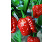 Dárek semínka Trinidad Scorpion Moruga