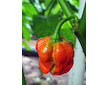 Dárek semínka Trinidad Scorpion Moruga