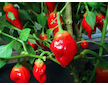 Habanero Tasmanian