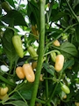 Habanero White Long