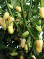 Habanero White Long