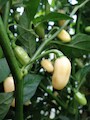 Habanero White Long