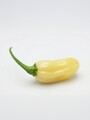 Habanero White Long