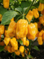 Semena Habanero Yellow