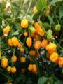 Semena Habanero Yellow