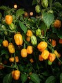 Semena Habanero Yellow
