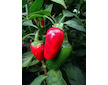 Jalapeno Early