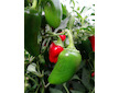 Jalapeno Early