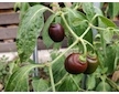 Mini Rocoto Brown