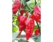 Naga Morich