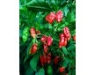 Naga Morich