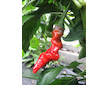 Red Peter Penis Pepper