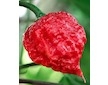 Sazenice Carolina Reaper Original