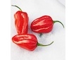 Sazenice Habanero Red