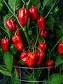 Sazenice Habanero Red, snímek rostliny obalené zralými červenými paprikami