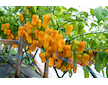 Sazenice Habanero Yellow