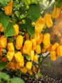 Sazenice Habanero Yellow