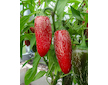 Sazenice Jalapeno Chichimeca