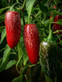 Sazenice Jalapeno Chichimeca