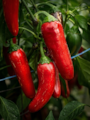 Sazenice Jalapeno Chichimeca