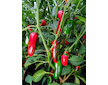 Sazenice Jalapeno Mammoth