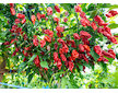 Sazenice Naga Morich