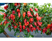 Sazenice Naga Morich