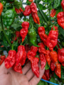 Sazenice Naga Morich