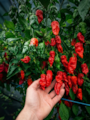 Sazenice Naga Morich
