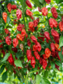 Sazenice Naga Morich