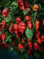 Sazenice Naga Morich