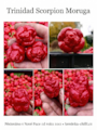 Sazenice Trinidad Scorpion Moruga