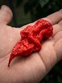 Semena 7 Pot Chernobyl Disaster