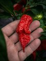 Semena 7 Pot Chernobyl Disaster
