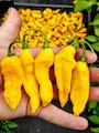 Semena Bhut Jolokia Yellow, zralé žluté lusky v ruce, 5 kusů, v pozadí přepravka se 7 kg zralých lusků