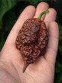 Semena Big Black Mama