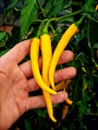 Semena Cayenne Yellow