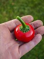 Semena Cherry Bomb, zralá paprika v ruce, pohled z vrchu