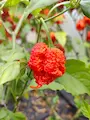 Semena chilli, Carolina Reaper, červená zralá paprika visí na delším tenkém zeleném stonku na slunci ve skleníku