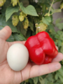 Semena De La Selva Rojo Arequipa, zralá paprika v dlani se slepičím vajíčkem pro porovnání velikosti