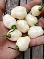 Semena Habanero Big Bullet, zralé mléčně bílé papriky v mužské dlani nad stolem z akátu, foceno v roce 2019