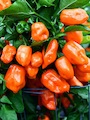Semena Habanero Orange