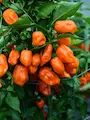Semena Habanero Orange, zralé oranžové papriky na keříku ve skleníku, pěstováno ve fyzické izolaci ve skleníku, rok 2020