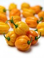 Semena Habanero Yellow