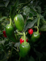 Semena Jalapeno Early