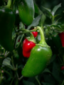 Semena Jalapeno Early