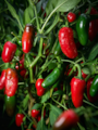 Semena Jalapeno TAM