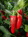 Semena Jalapeno TAM