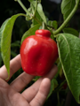 Manzano Rocoto Red