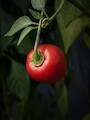 Manzano Rocoto Red